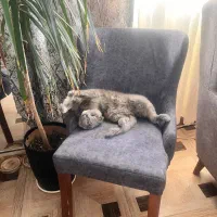 گربه اسکاتیش فولد ماده