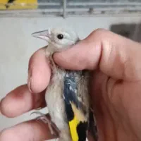 جوجه سهره کیاسر