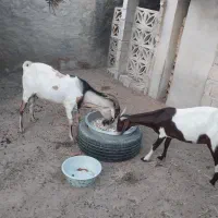 نری بزرگ و کهره آغوس پاکستانی ونقشی