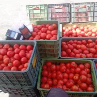 گوجه ربی گوشتی