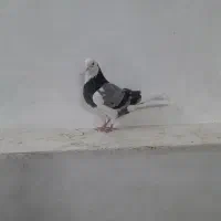 کفتر