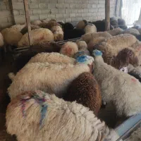 عشایر کلات گوسفند زنده بامزعه نمونه گوسفند