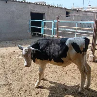 پنج راس گوساله نر قلم دار