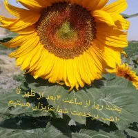 آفتاب گردان