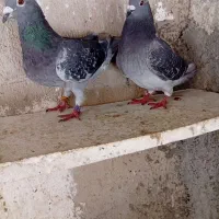 کبوتر پلاکی و بهبهانب