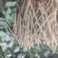 فروش ترکه. پسته