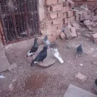 کفتر