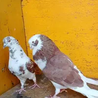 کبوتر عتیقه