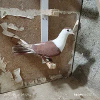 دوتا کفتر ماده بشرط