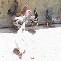 مرغ جوجه