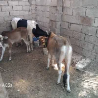3گوساله نر