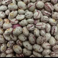 لوبیا چیتی درجه یک بذری