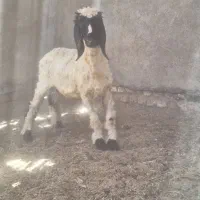 بره ماده