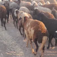 بره قوچ ۷ماهه