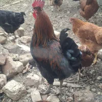 مرغ وخروس محلی