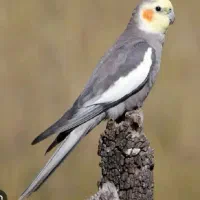 عروس هلندی