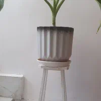 گل و گیاه