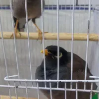 جفت پرنده رام پر حرف