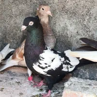 سینه سیاه ماده