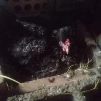 مرغ تخمگذار