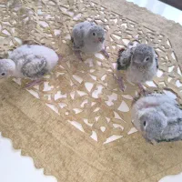 گرینچیک سرلاکی