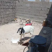 گوسفند|حیوانات مزرعه|بستک, |دیوار