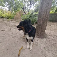 سگ پاکوتا