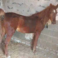 اسب کرد مادیان