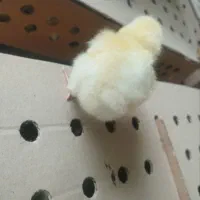 جوجه گوشتی نژاد راس و کاب درجه یک صادراتی