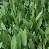 گیاه آپارتمانی سانسوریا مهتابی ورجان
