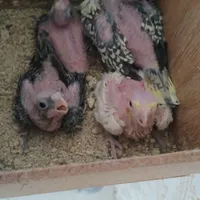 جوجه عروس