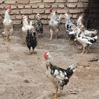 خروس