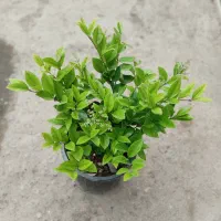 نایلکس گل