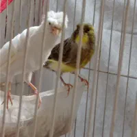 قناری نر و ماده