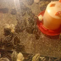 بلدرچین 5روزه