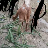 گوسفند فروشی