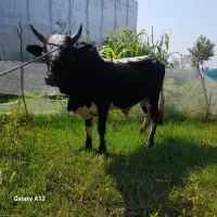 ورزا کوله چالوسی