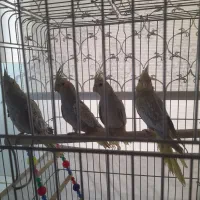عروس هلندی