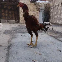 لاری|حیوانات مزرعه|مشهد, شهید احمدی روشن|دیوار
