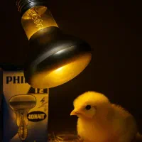 لامپ مادر مصنوعی گرمایشی فیلیپس آلمانی با ضمانت