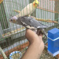 سه عدد جوجه عروس هلندی