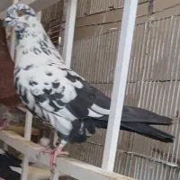 کبوتر،نر