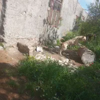 سگ عراقی