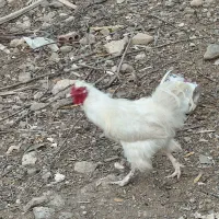 خروس پاپری سفید