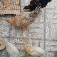 معاوضه با قناری چند تا جوجه مرغ رنگی و بومی