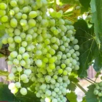 ابغوره طبیعی تازه