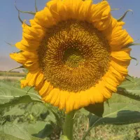 بذرآفتابگردان اصل اصل