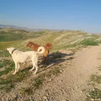 سگ گله ای