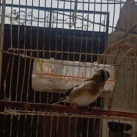 سهره مست خوان