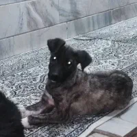 توله دو برمن